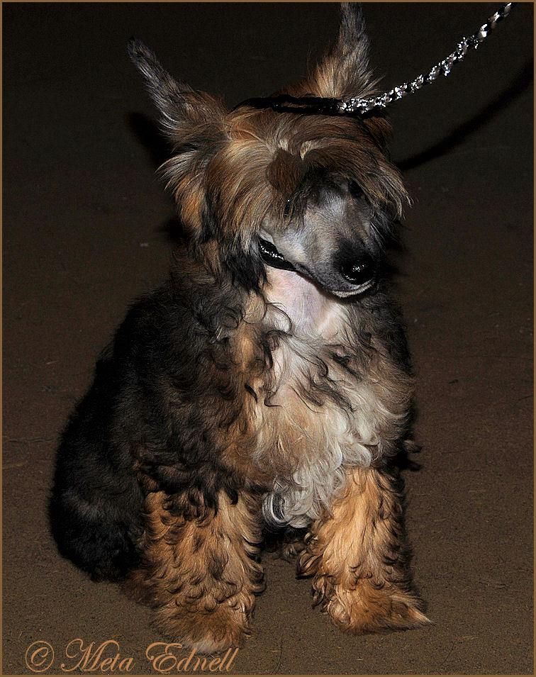 Tiny Rascal's William Wallace