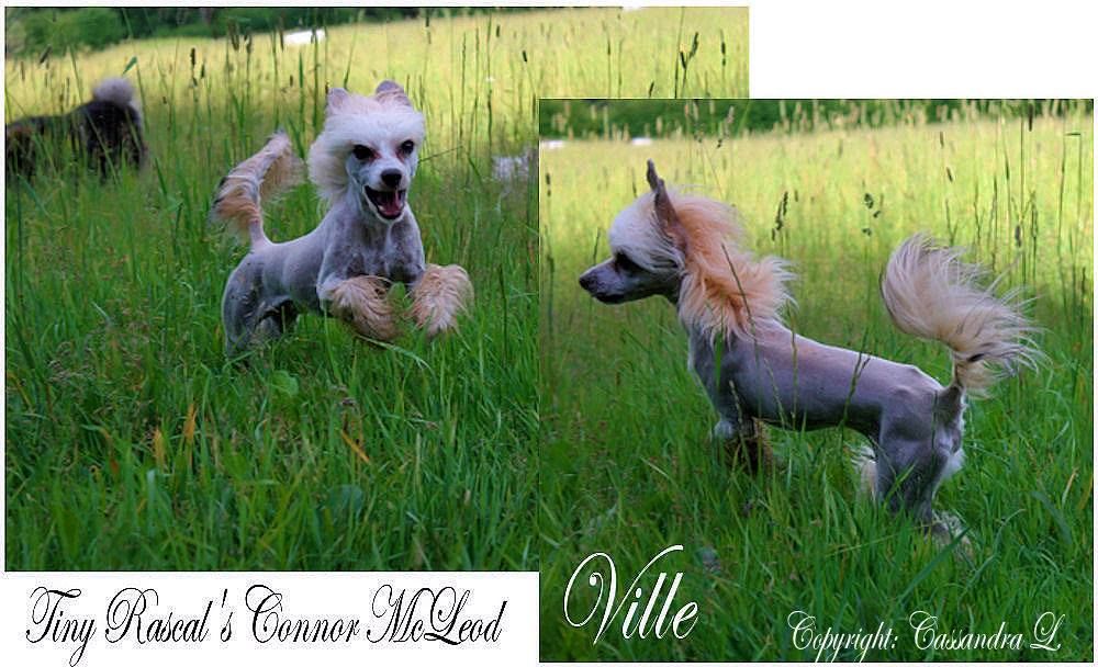 Tiny Rascal's Connor McLeod