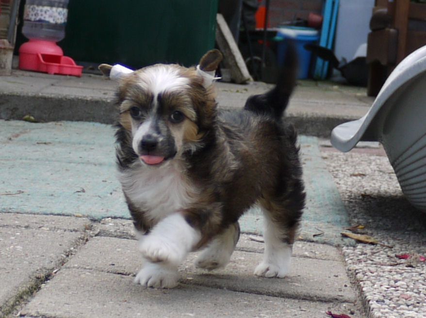 Hotlips Little Charmings