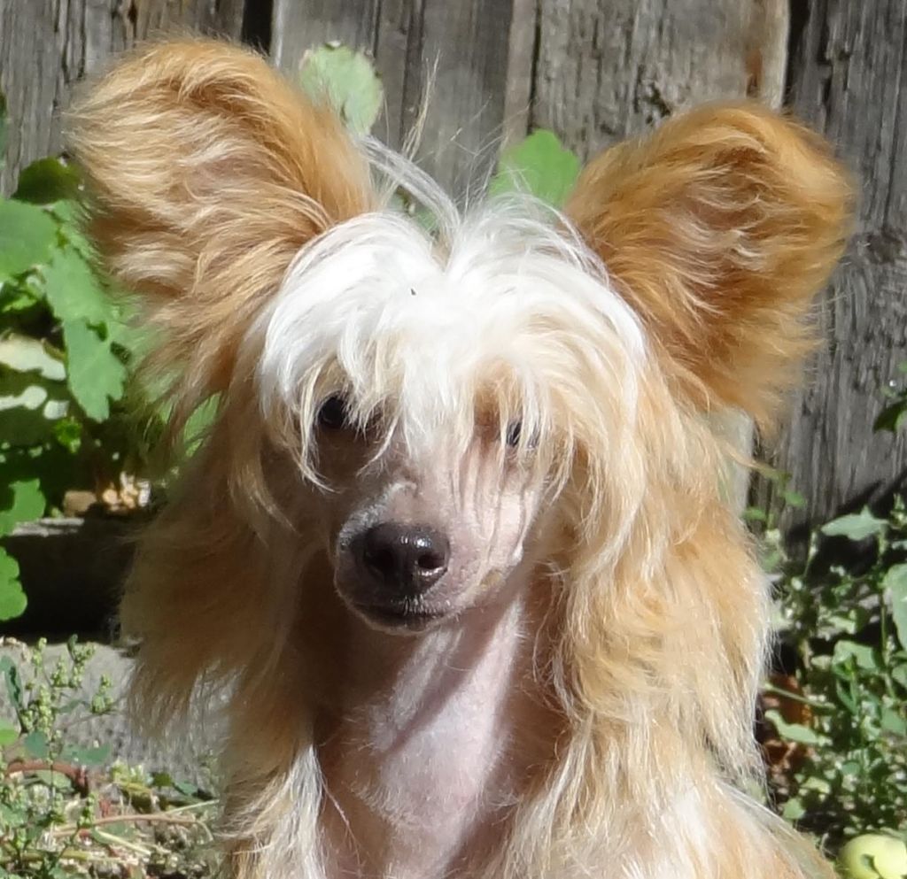 Naimuluna Line Inara