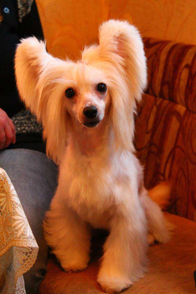 Ch. Landkris Greta  Harmony of my Life