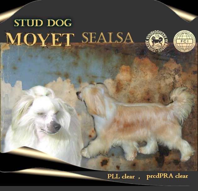 Moyet Sealsa