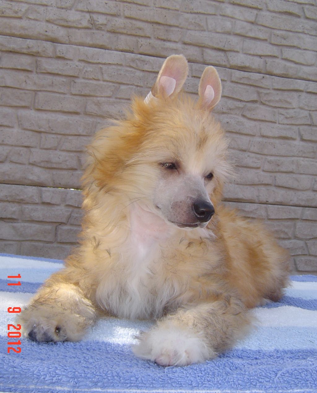 Mauna Diamond Sealsa