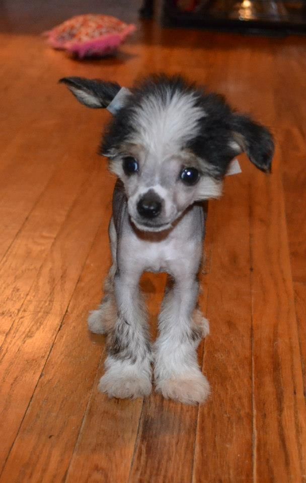 McShane's Espresso Con Panna