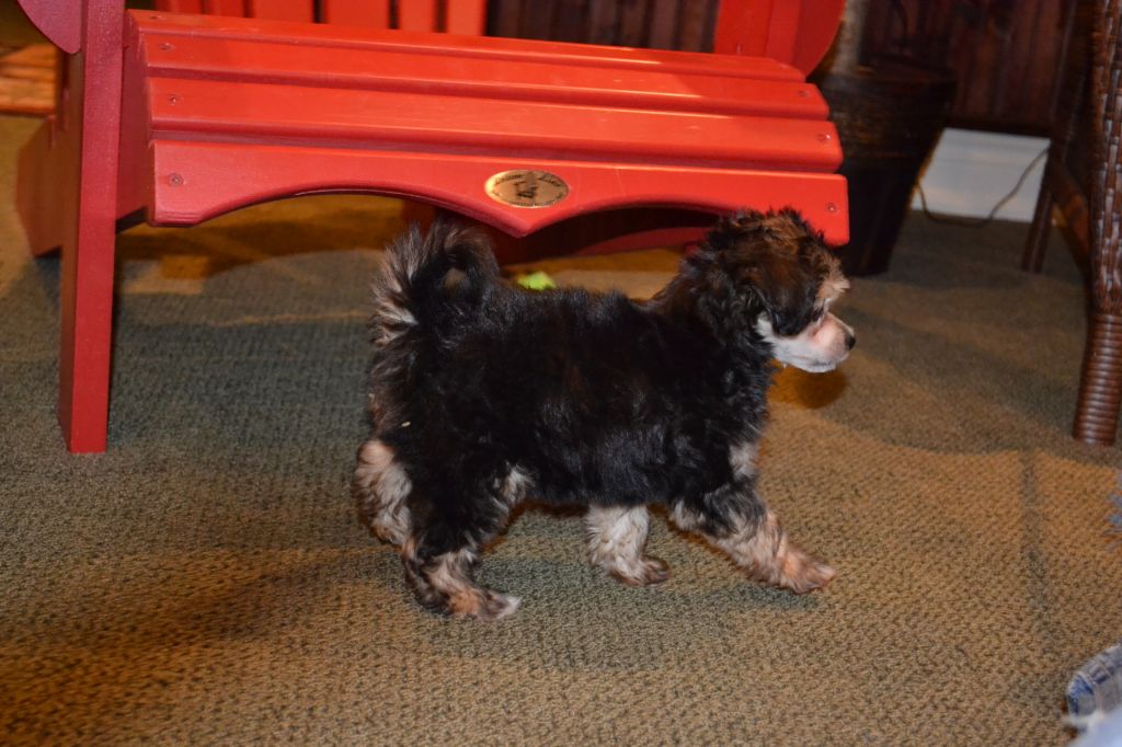 McShane's Caramel Macchiato