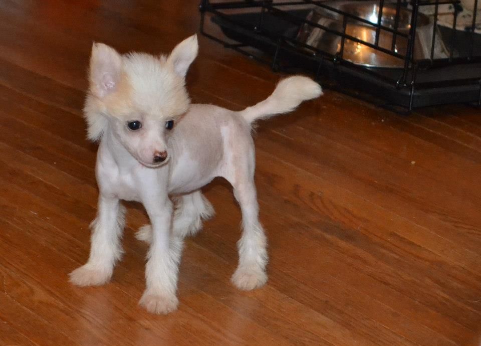 McShane's Vanilla Bean Creme