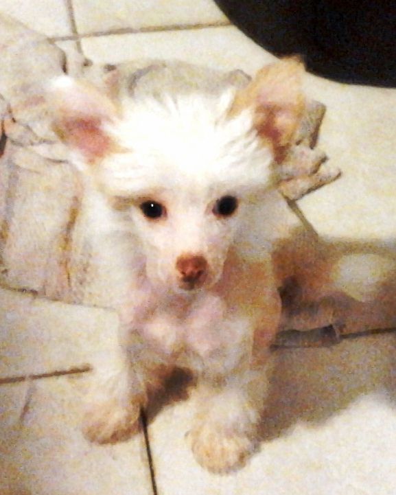 Aingeal's Nessi's Revenge