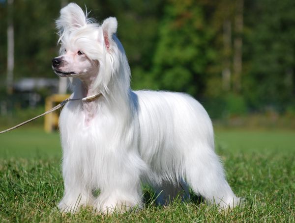 Chineseblue's One Direction