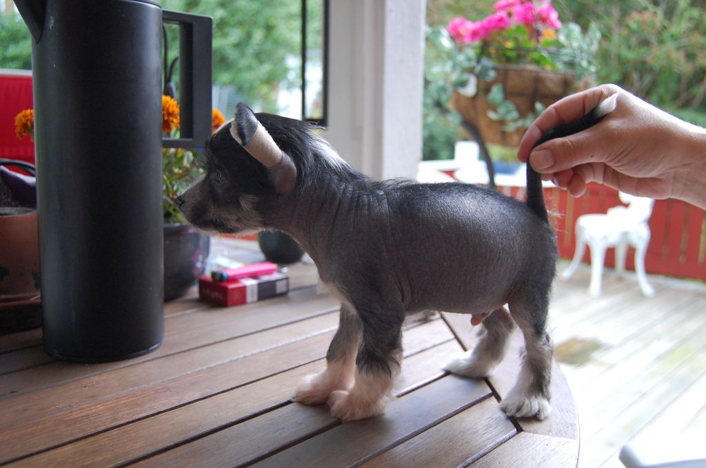 Sea Fire's Bubba-String