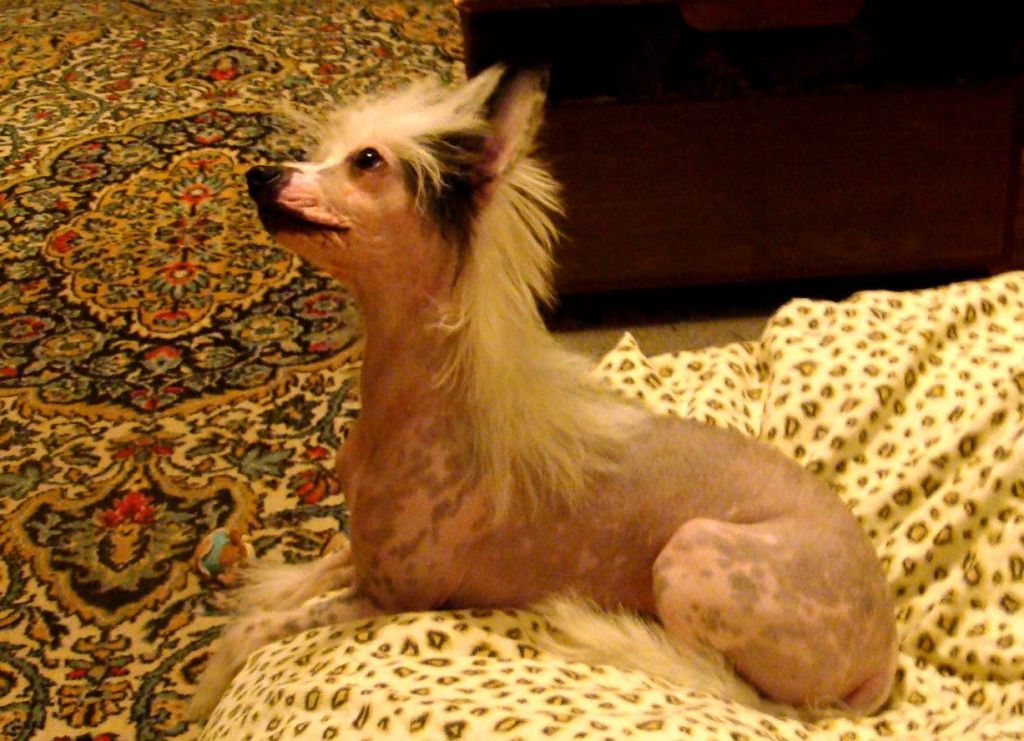 Danika Star Arabesque