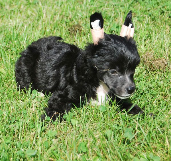 Beauty of XLNZ Six Sense