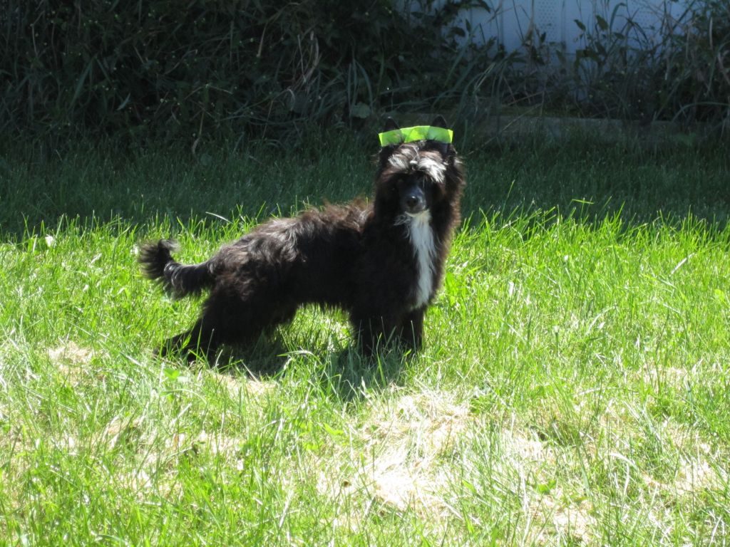 Breezy Meadows Chinese Cresteds Tucker