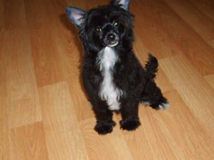 Breezy Meadows Chinese Cresteds Princess