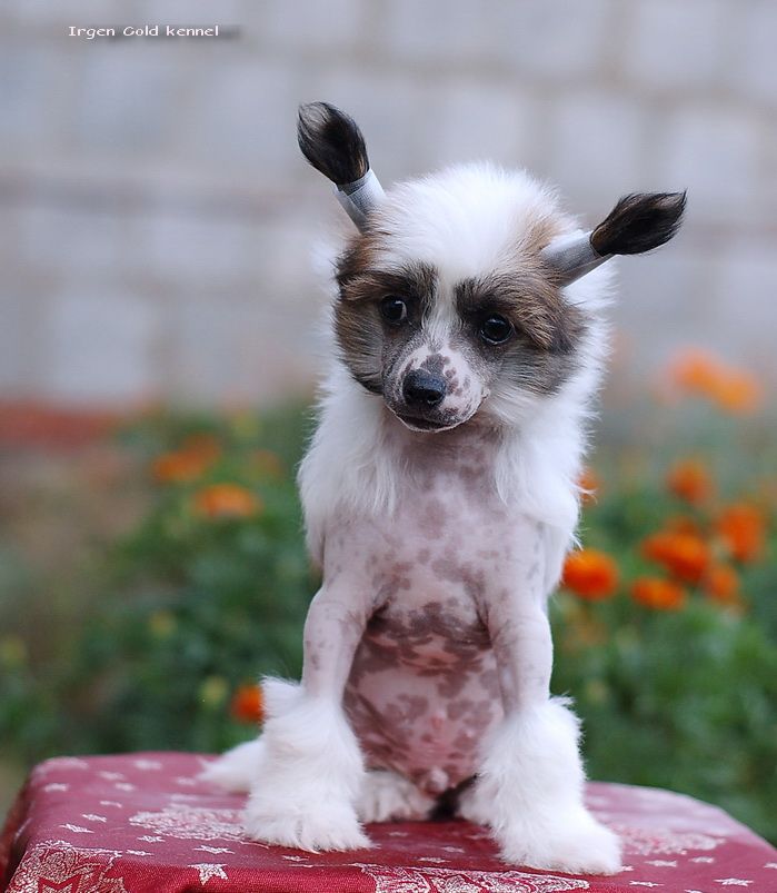 Irgen Gold Captain Jack