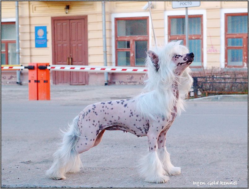 Irgen Gold Camilla Kenzo