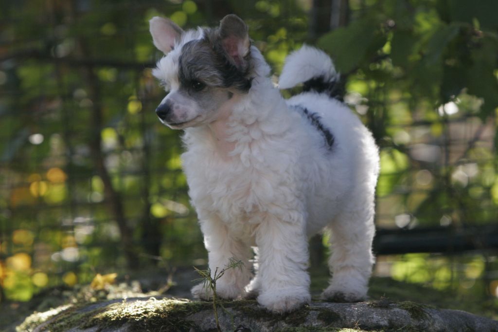 Gou's Nine Pound Hammer