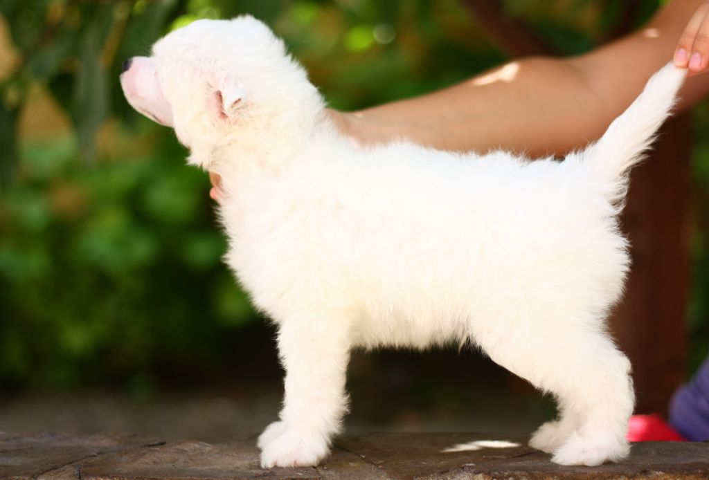 Adorn My Life With Feelings