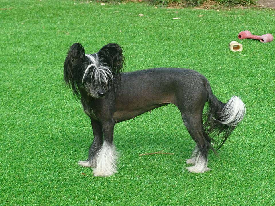 Scherzando Bianca Lunacrest