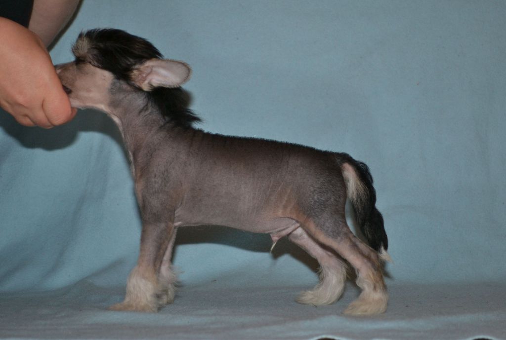 Fiabella's Danko Jones