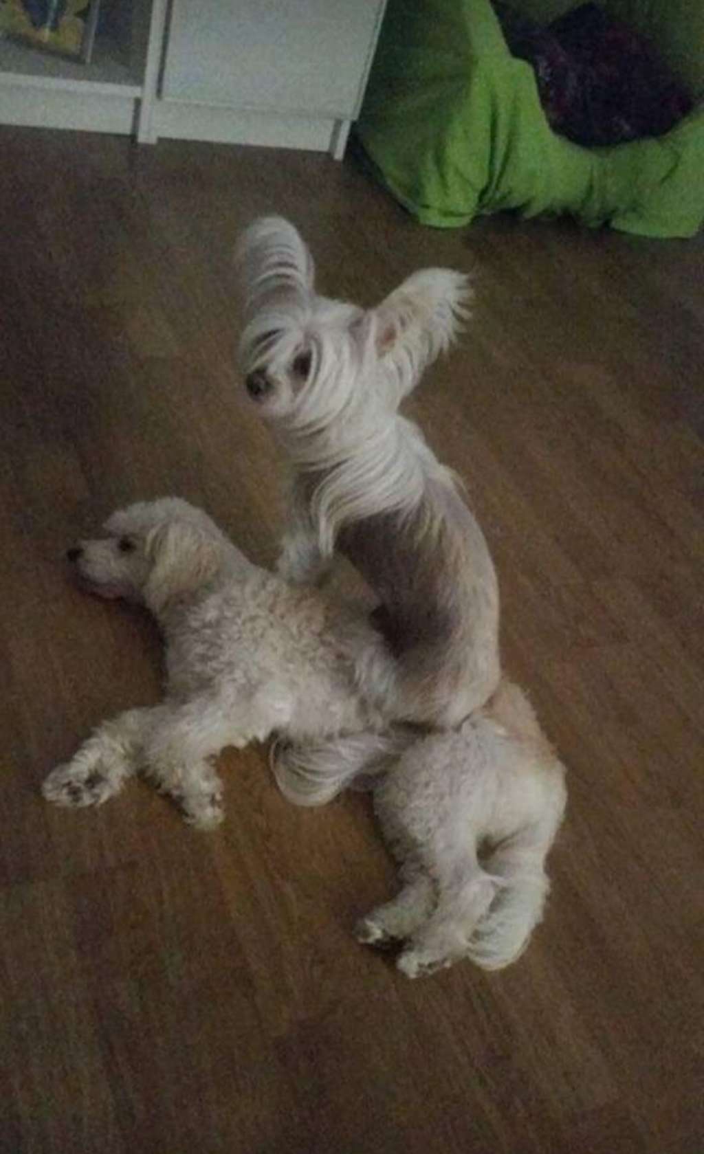 Mini Star's Alison Moyet