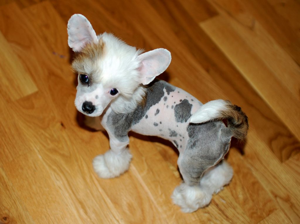 Lionheart Keep Going