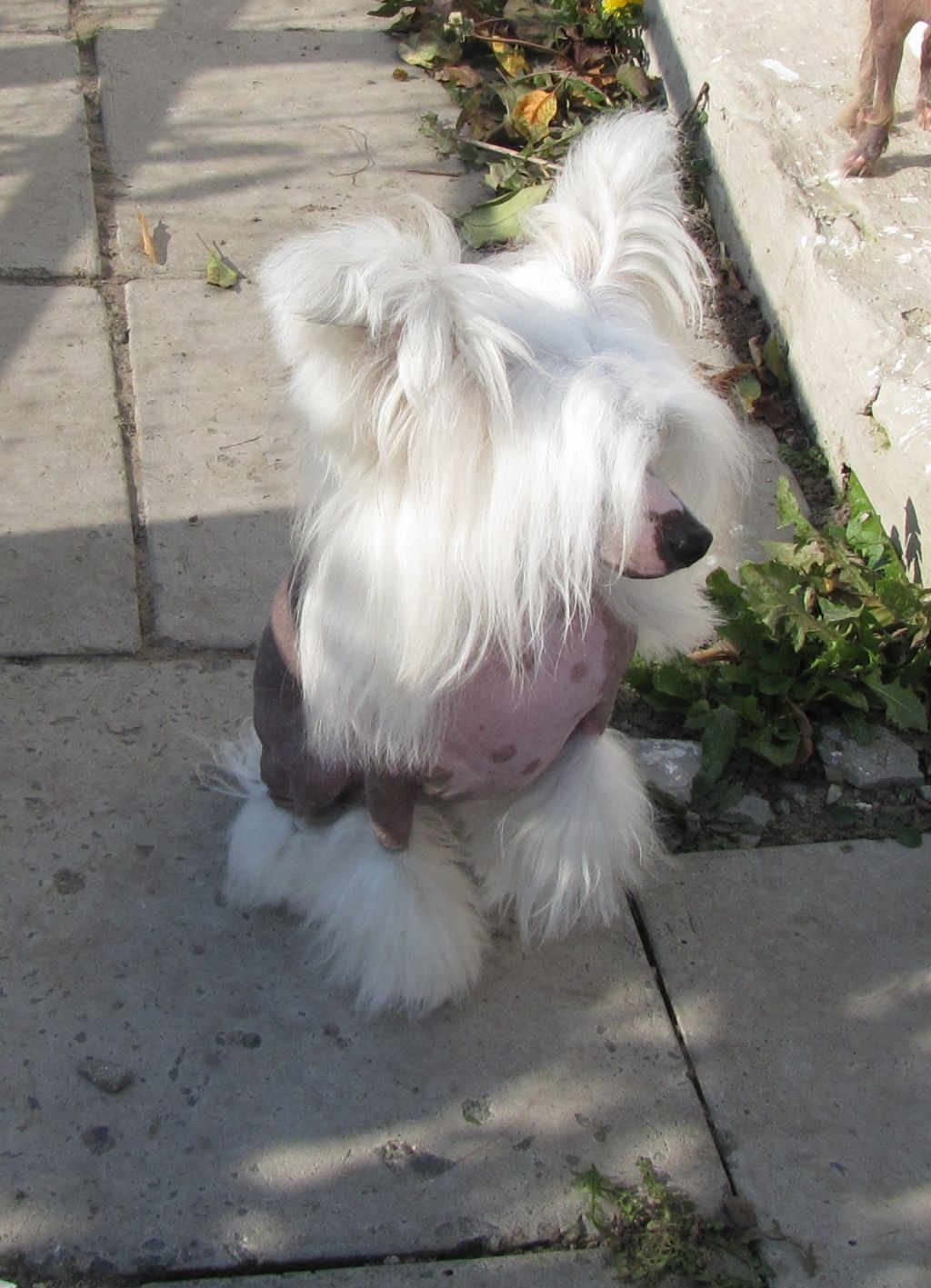 Krasavchik iz Hohlyandii