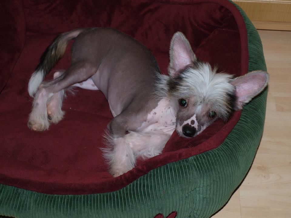 Nina's K Miss Firefly