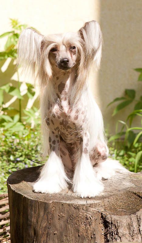 Zheneva-Debjut Elina