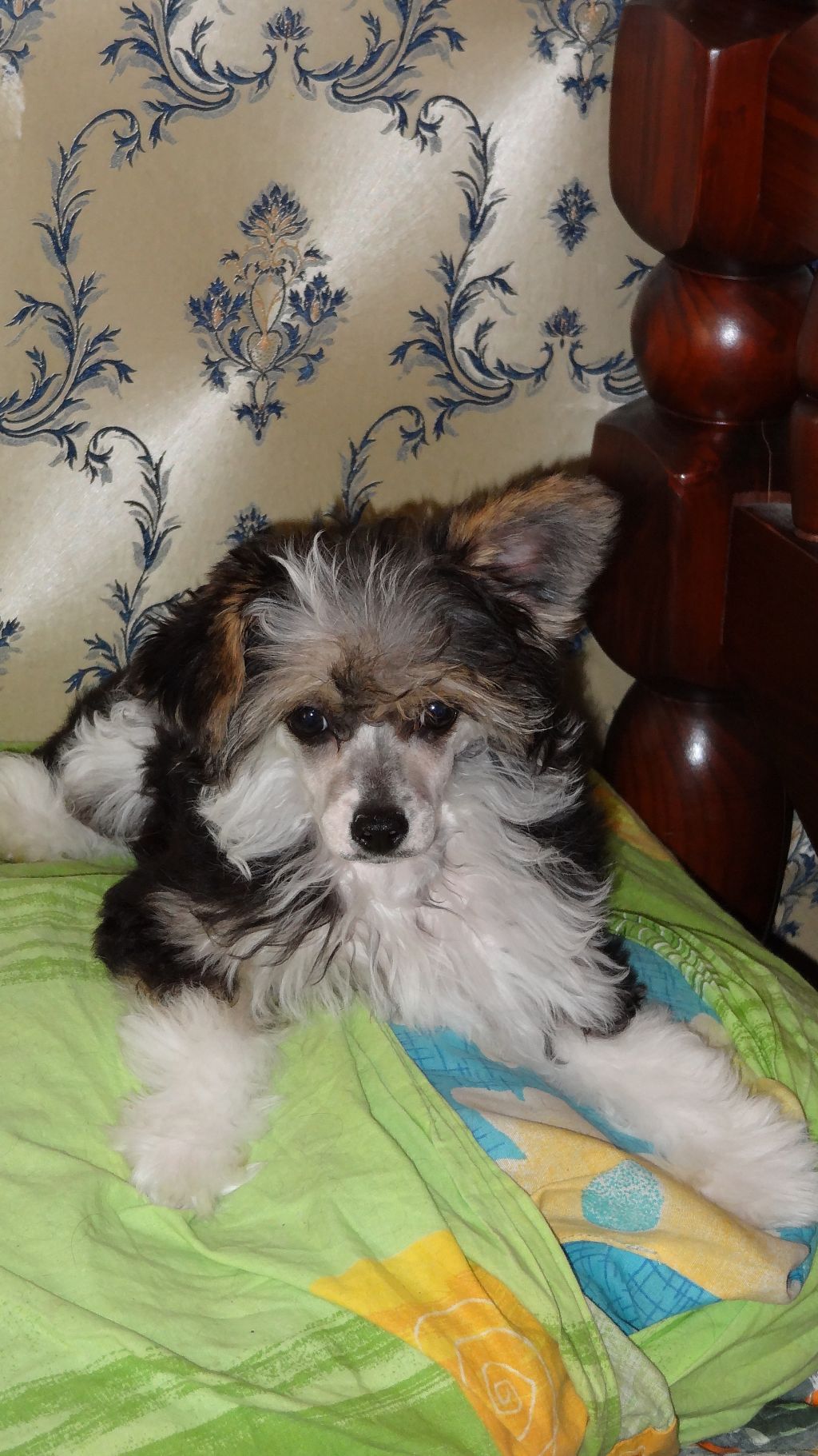 Rus Foreva Jemchuzhinka Yakogora