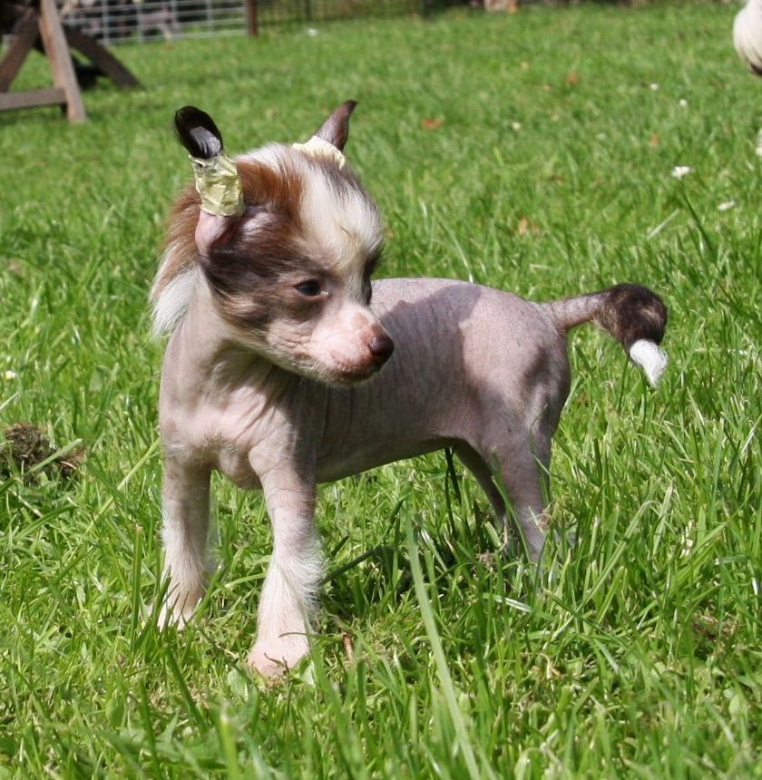 Favourite Joy Amedei Porcelana