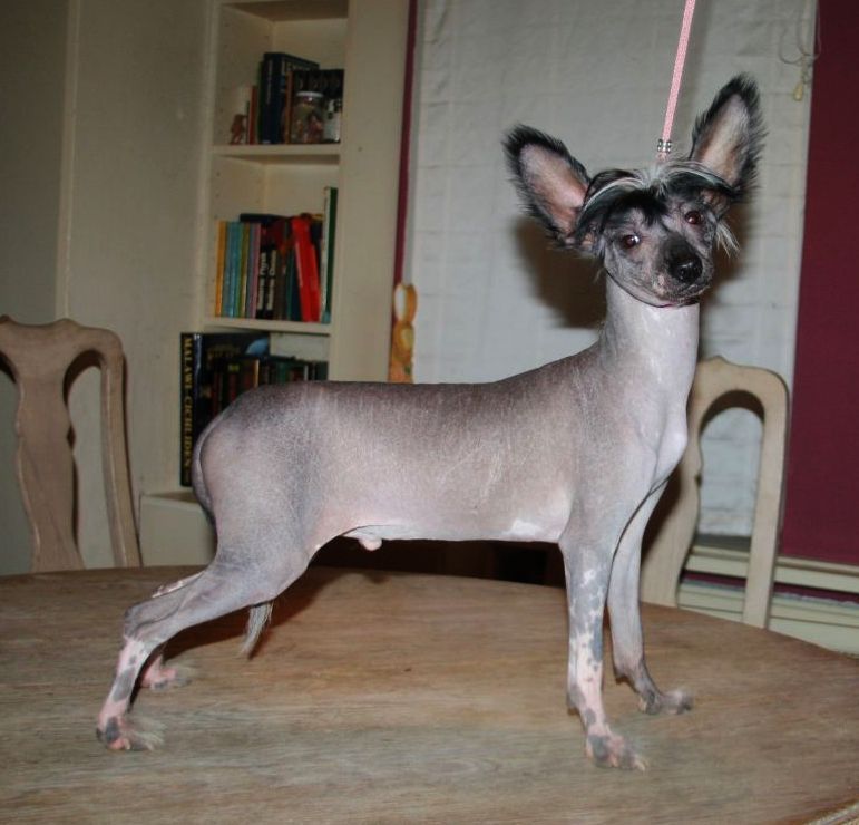 Favourite Joy Amundson