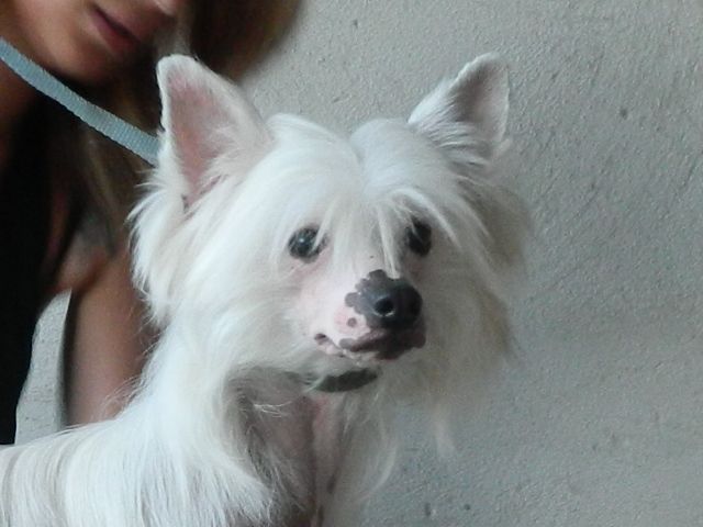 Efesto Dio del Megi Fuoco