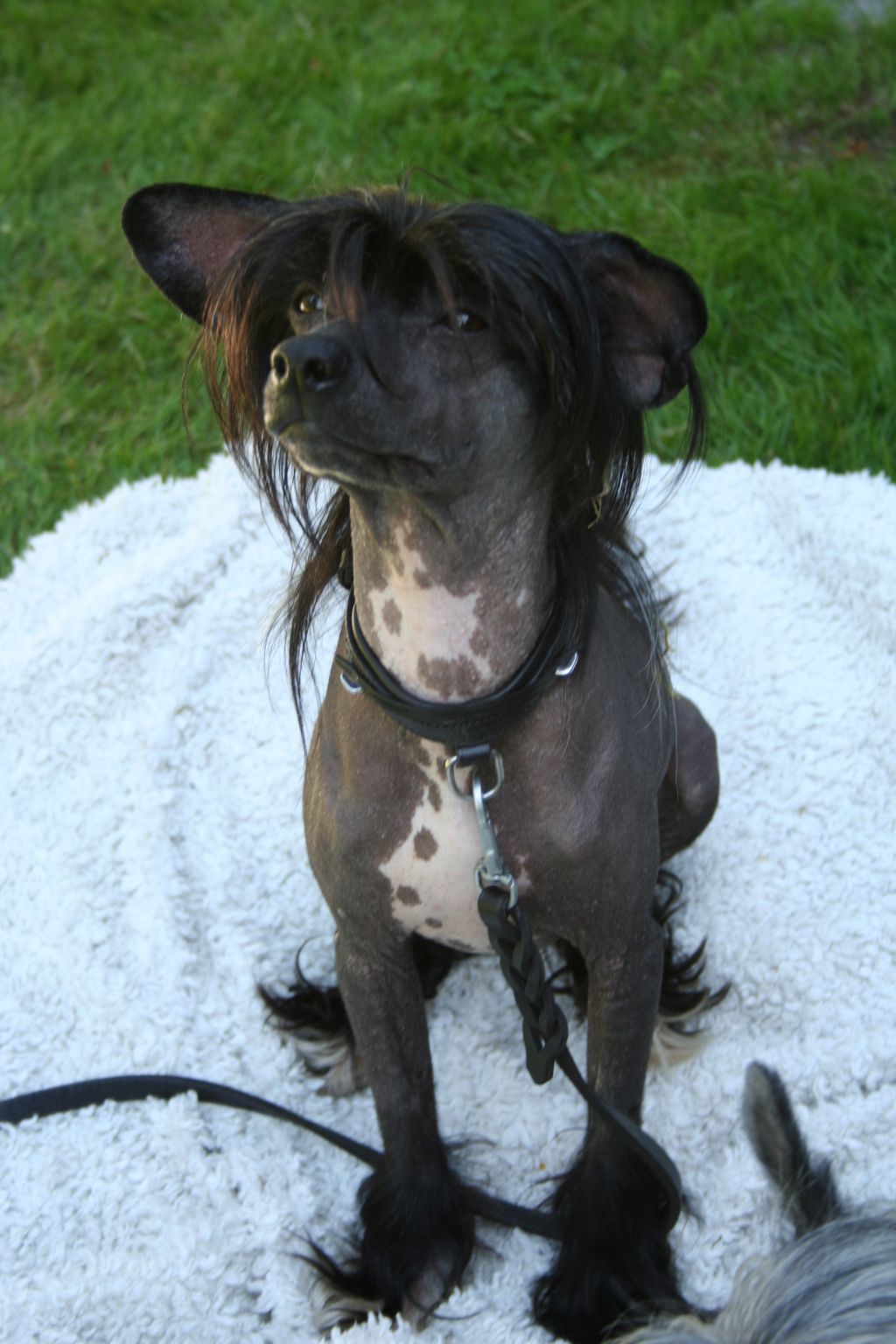 Meinking's Hardcore Harlow