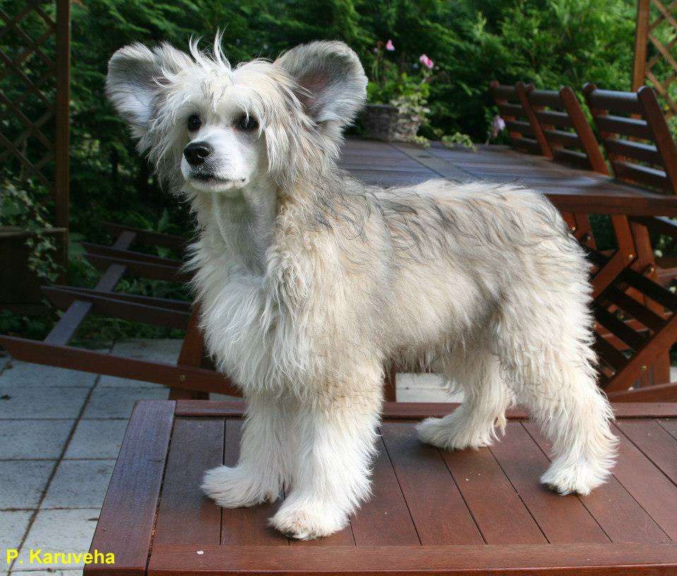 Zorrazo Under False Colors