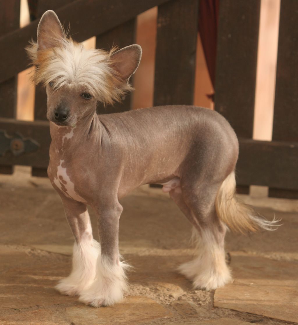 Tribal warrior de Almamasan