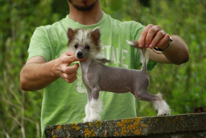 Only One Next Germanika