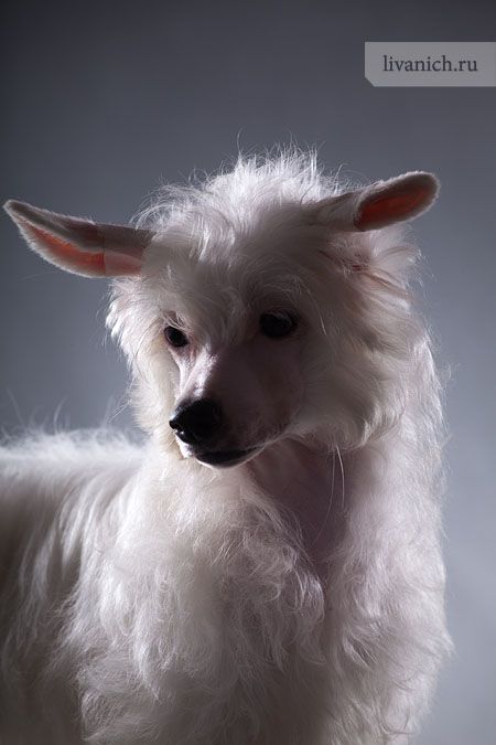 Ambrosia For Loving Soul