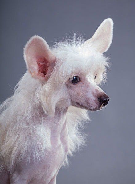 Attractive Dinkum Splendor