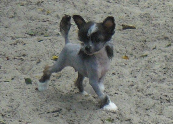 Legende Top Model De Rama