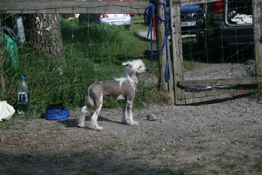 Strikholm's Love From Darlington