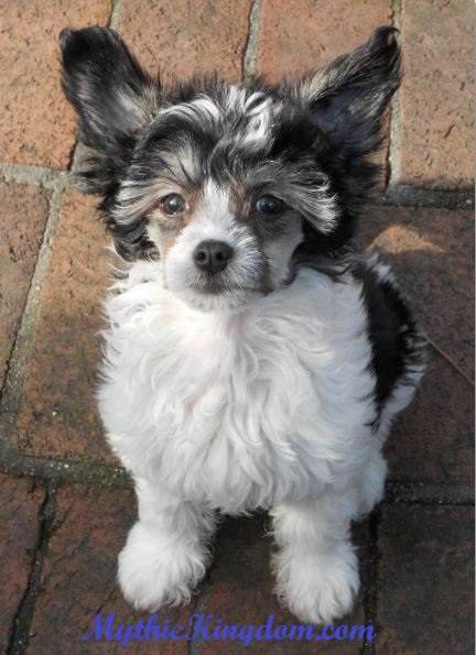 Mythic Micro Dreams Come True