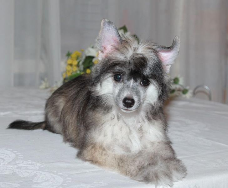 Orero Lovely Agni Bliss