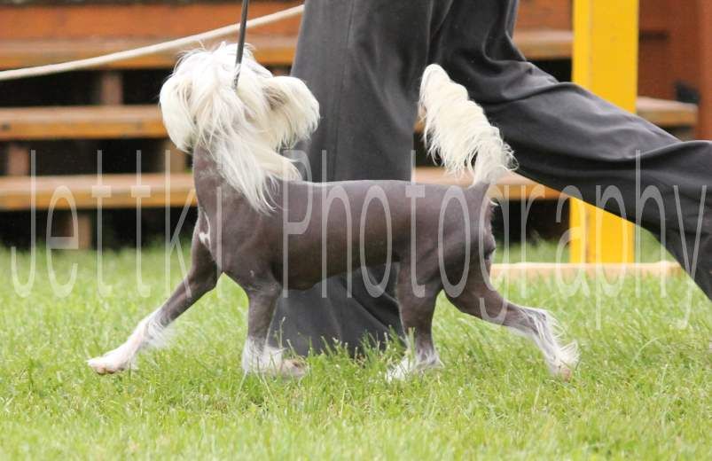 Fairway's Augusta National Azalea