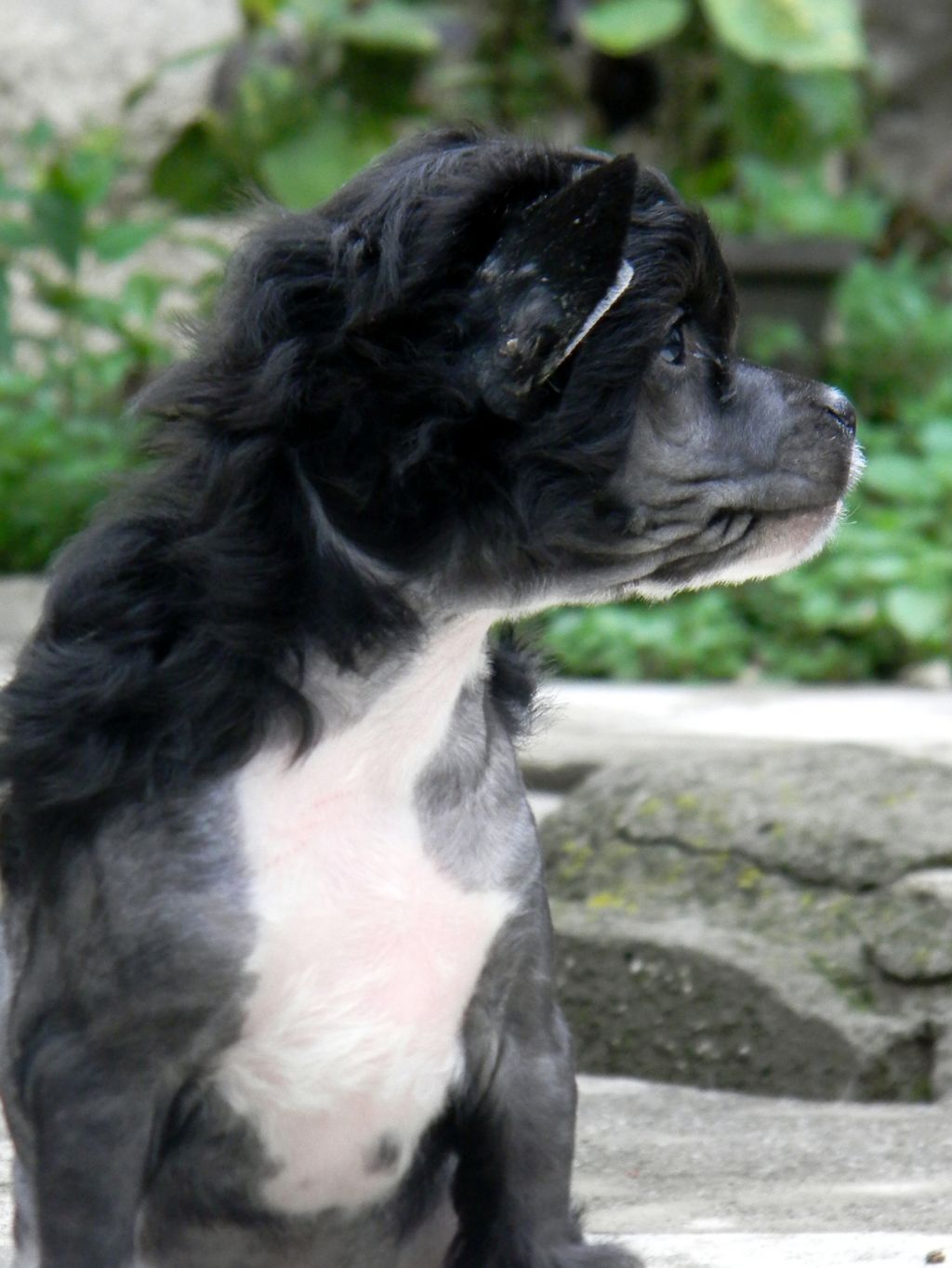 Beckford Tyson Atomski Mrav