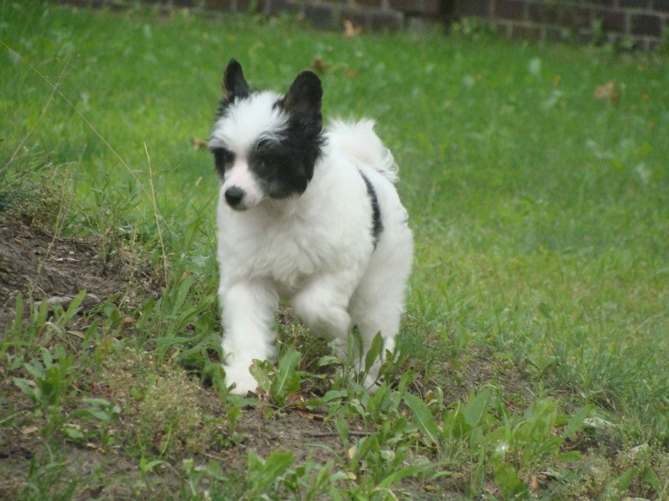 Ramira Sidabrine tuopa
