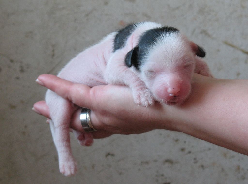 Gloriya Airis Day and Night