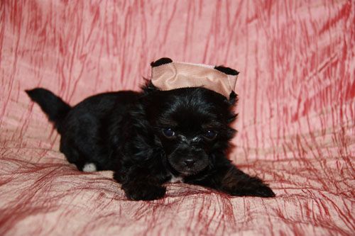 Byutiful Blekki Star