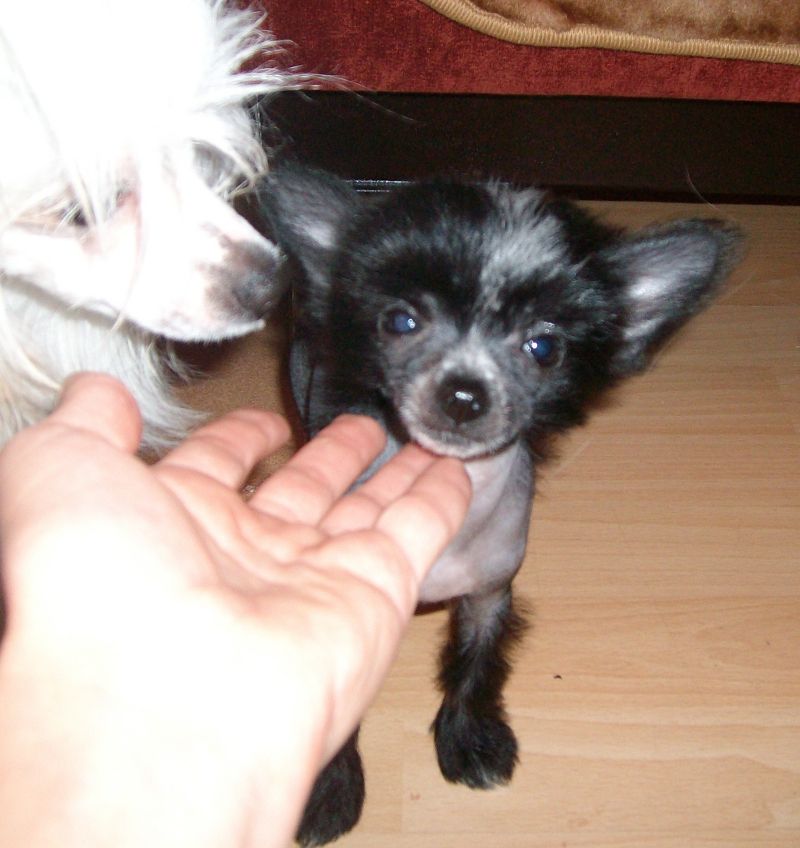 Valensiana Negro Asulato