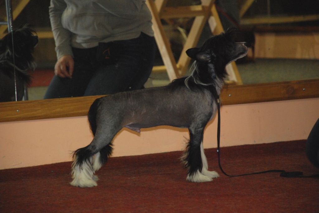 Apriori Vip Alliance