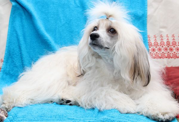 Cheise  Rose Iz Strani Cvetov